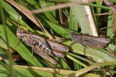 Chorthippus brunneus